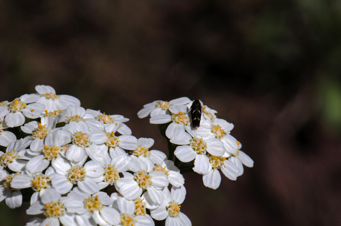 Common Yarrow is variable across its extreme range. Flowers are showy pink to whitish in large clusters. Plants bloom from April to October across its geographical range. Achillea millefolium